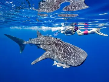 Esnórquel en Tailandia Esnórquel en Tailandia