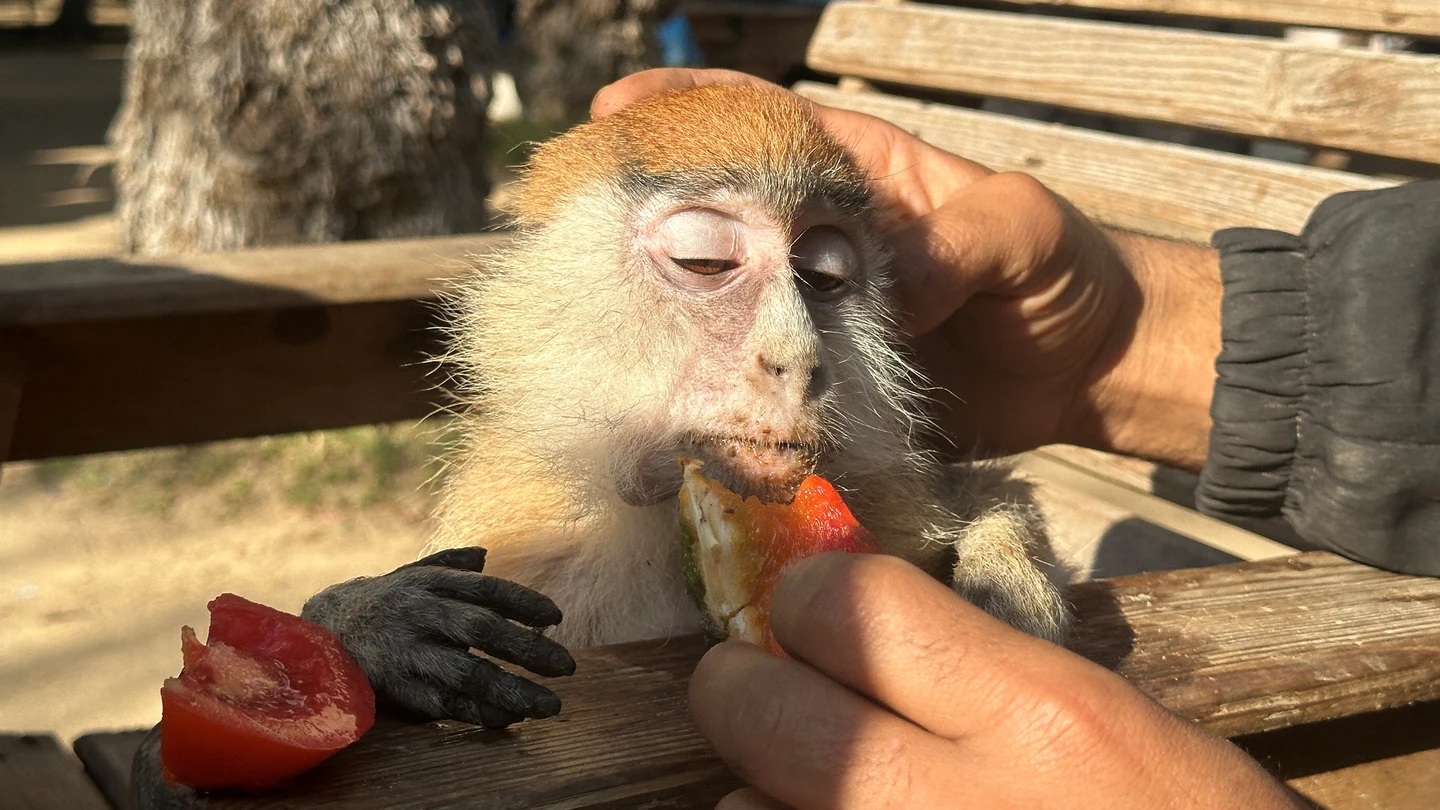 Un palestino alimenta a un mono en el zoológico de Rafah. Un palestino alimenta a un mono en el zoológico de Rafah.