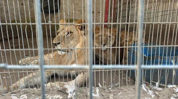 Leones sentados en su recinto, en el zoológico de Rafah.