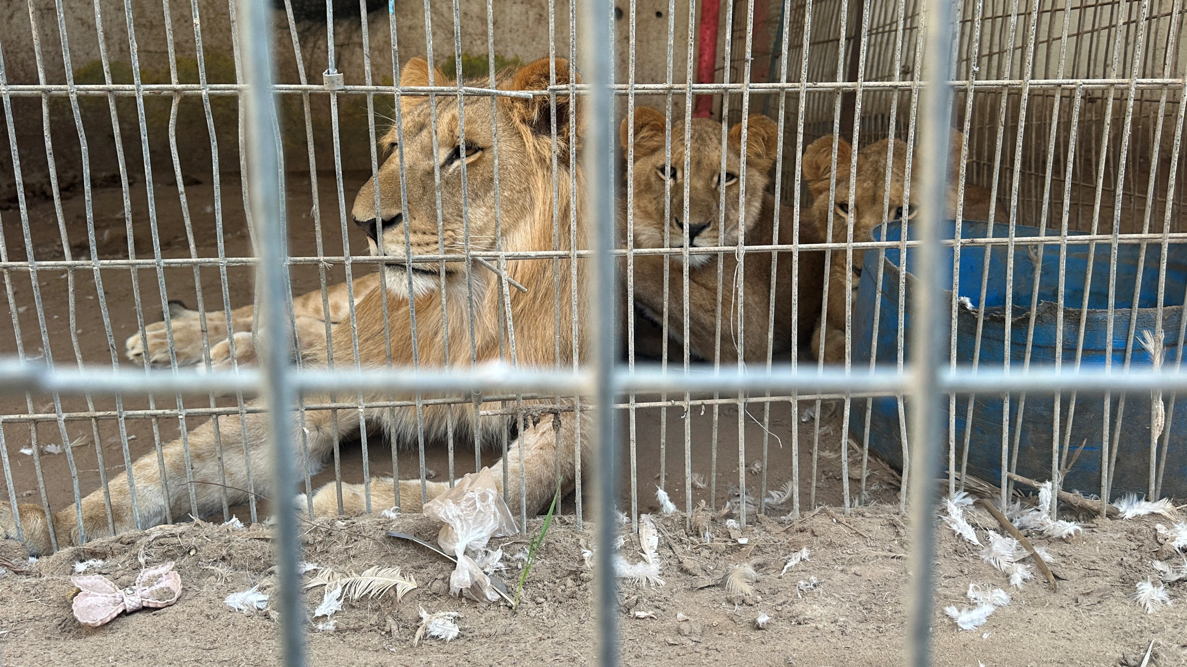 Leones sentados en su recinto, en el zoológico de Rafah.