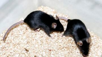 Imagen de archivo de ratones de laboratorio utilizados en experimentos.