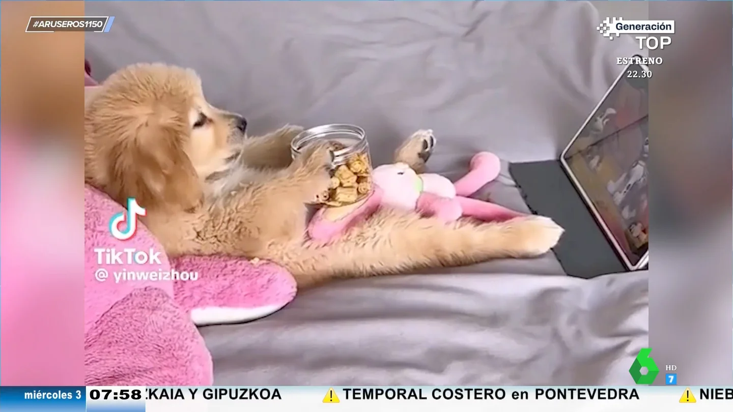 El vídeo viral del perro que come galletas tumbado en el sofá mientras ve una peli en la tablet tranquilamente El vídeo viral del perro que come galletas tumbado en el sofá mientras ve una peli en la tablet tranquilamente