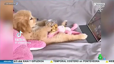 El vídeo viral del perro que come galletas tumbado en el sofá mientras ve una peli en la tablet tranquilamente