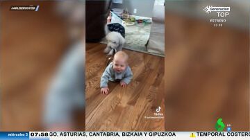 Un bebé se parte de la risa cuando su perro se lo lleva para que juegue con él y sus peluches