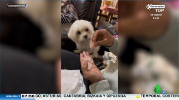 El viral en el que un hombre renuncia a comerse las uvas para que su perro celebre las Campanadas