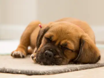 Perro durmiendo Perro durmiendo