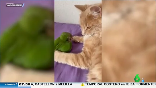Un gato protege a su mejor amigo, un lorito, de las manos de los humanos Un gato protege a su mejor amigo, un lorito, de las manos de los humanos