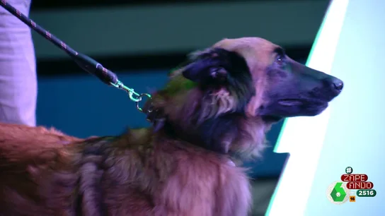 Zapeando recibe a un invitado muy especial: Gon, el perro de María Gómez Zapeando recibe a un invitado muy especial: Gon, el perro de María Gómez