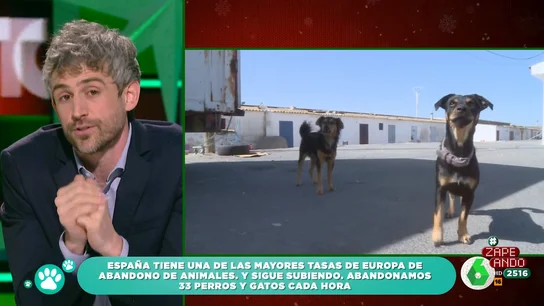 El terrible dato que revela Víctor Algra: "En España se abandonan 33 perros y gatos cada hora" El terrible dato que revela Víctor Algra: "En España se abandonan 33 perros y gatos cada hora"