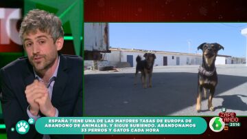 El terrible dato que revela Víctor Algra: "En España se abandonan 33 perros y gatos cada hora"
