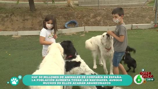ZAPEANDO: Cómo estamos en españa con los animales de compañía ZAPEANDO: Cómo estamos en españa con los animales de compañía