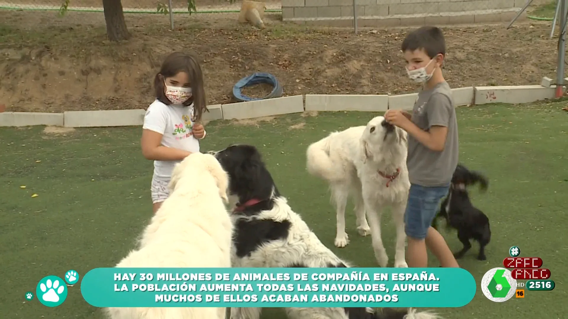 ZAPEANDO: Cómo estamos en españa con los animales de compañía