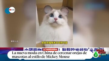 Así es la última moda en China: redondear las orejas de las mascotas para que se parezcan a las de Mickey Mouse