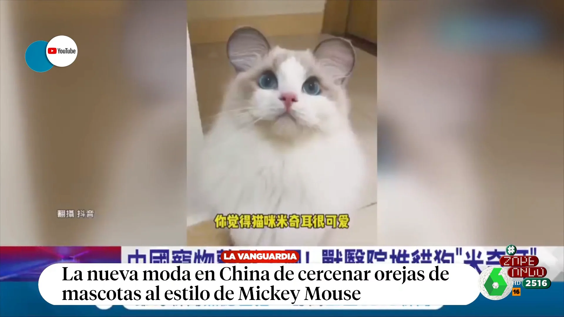 Así es la última moda en China: redondear las orejas de las mascotas para que se parezcan a las de Mickey Mouse