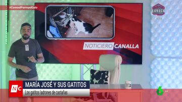 Un Pok&eacute;mon de agua que te puede matar y los microsue&ntilde;os del ping&uuml;ino barbijo