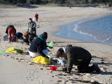 Voluntarios recogen microeplásticos o pellets, que han aparecido en toda la costa atlántica de Galicia, este domingo en la Playa de A Lanzada en O Grove. 