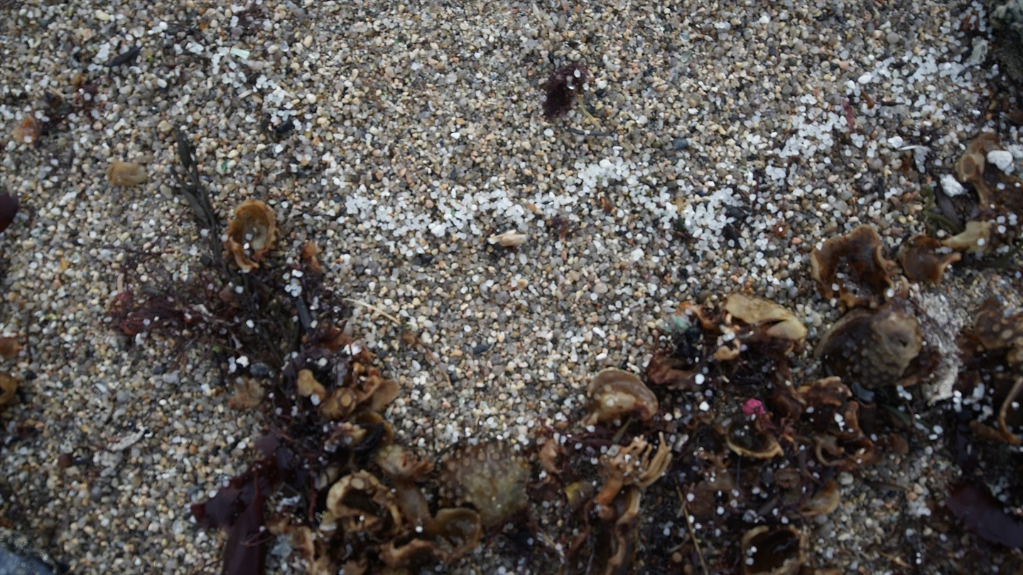 Pellets de plástico en la playa de Sabón, a 9 de enero de 2024, en A Coruña, Galicia (España). Pellets de plástico en la playa de Sabón, a 9 de enero de 2024, en A Coruña, Galicia (España).