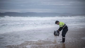 Varios operarios recogen pellets de plástico en la playa de Seiras (Porto do Son), A Coruña