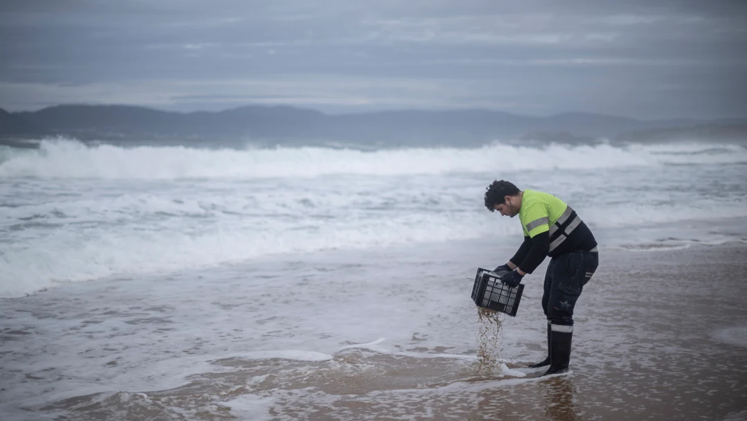 Varios operarios recogen pellets de plástico en la playa de Seiras (Porto do Son), A Coruña/ EFE/ Brais Lorenzo