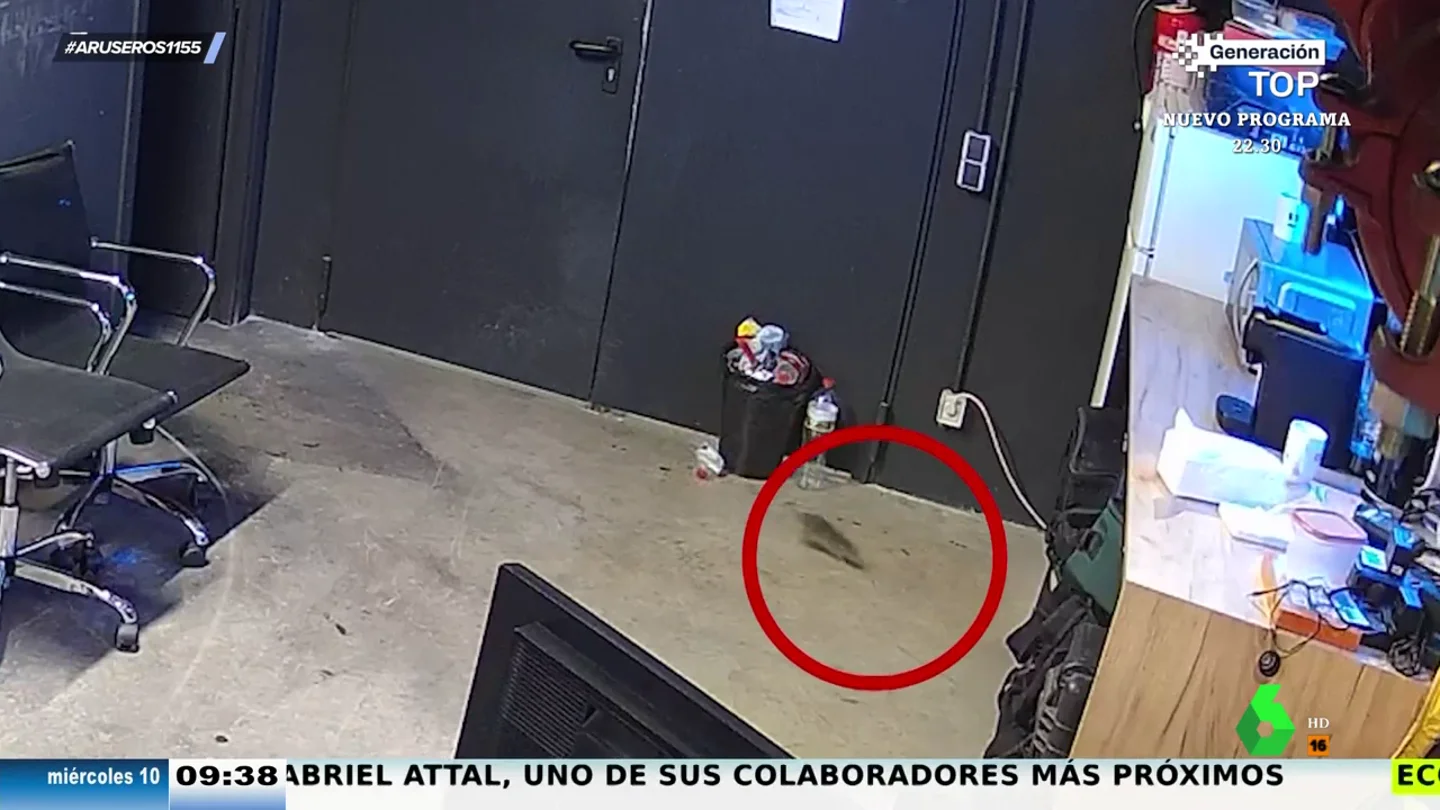 Una rata se cuela en el plató de Aruser@s y hacer "perder la compostura" a Alfonso Arús Una rata se cuela en el plató de Aruser@s y hacer "perder la compostura" a Alfonso Arús