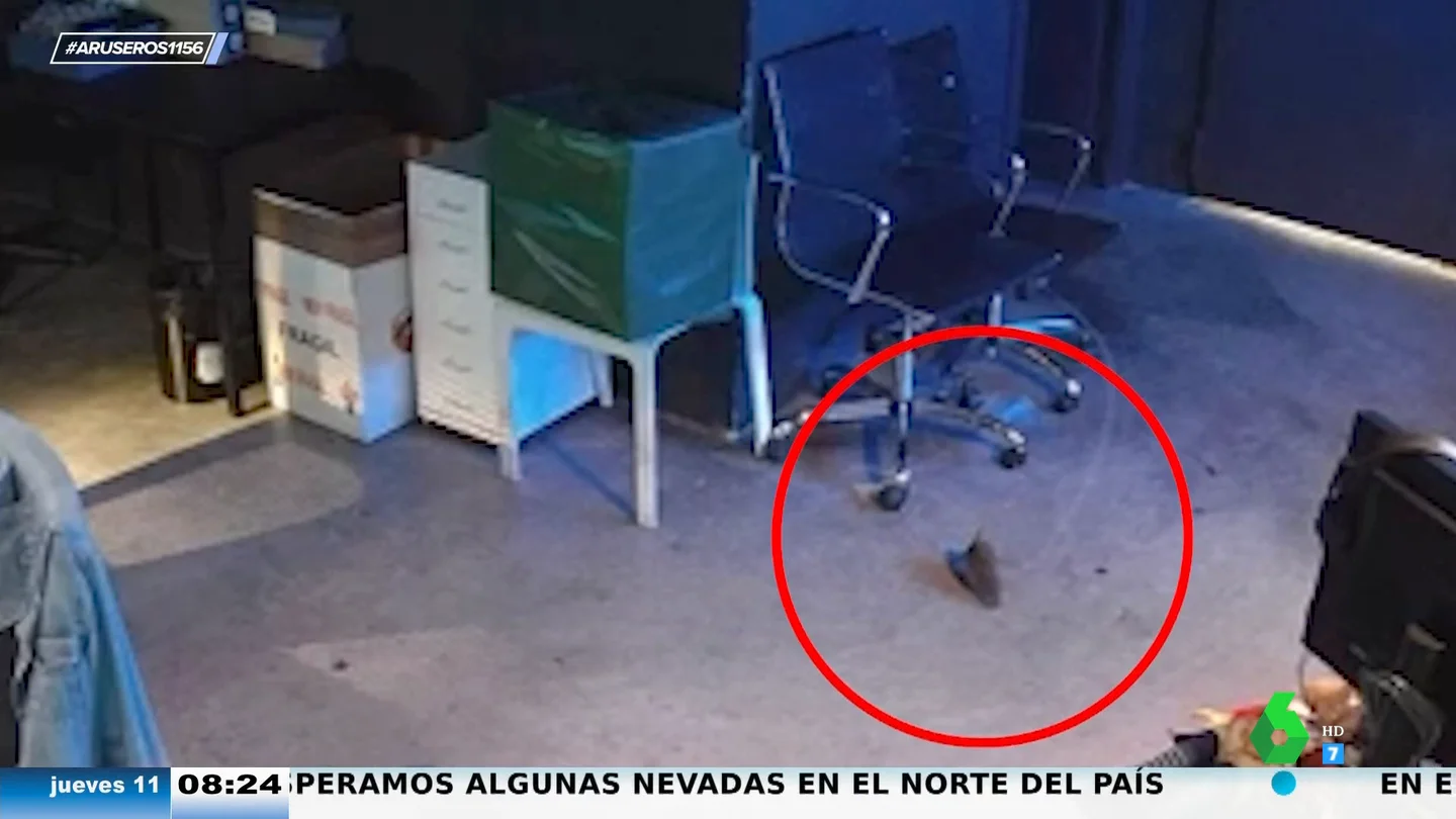 Aruser@s monta un impresionante dispositivo de seguridad para captar al intruso que merodea por plató Aruser@s monta un impresionante dispositivo de seguridad para captar al intruso que merodea por plató