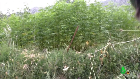Equipo de Investigación muestra lo que nadie quiere enseñar a las cámaras de las plantaciones de marihuana de Marruecos Equipo de Investigación muestra lo que nadie quiere enseñar a las cámaras de las plantaciones de marihuana de Marruecos