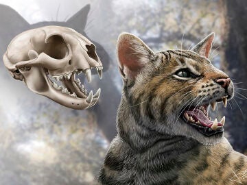 Reconstrucción del cráneo y aspecto en vida del felino 'Magerifelis peignei'
