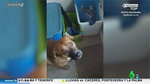 La reacción de un perro cuando su dueño le intenta obligar a salir a la calle a hacer pis con el frío que hace