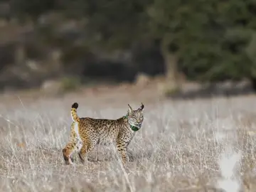 El lince ibérico y lince euroasiático El lince ibérico y lince euroasiático