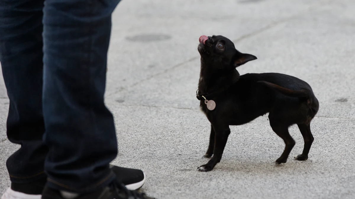 San Antón Day 2024: who was this saint and why is he the patron saint of animals San Antón Day 2024: who was this saint and why is he the patron saint of animals