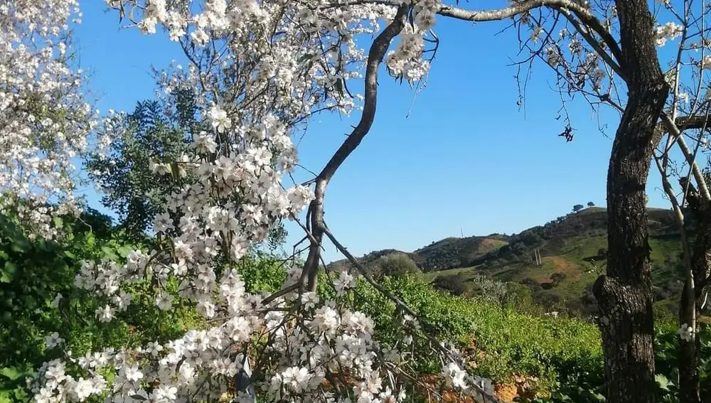 Almendros en flor en el Algarve