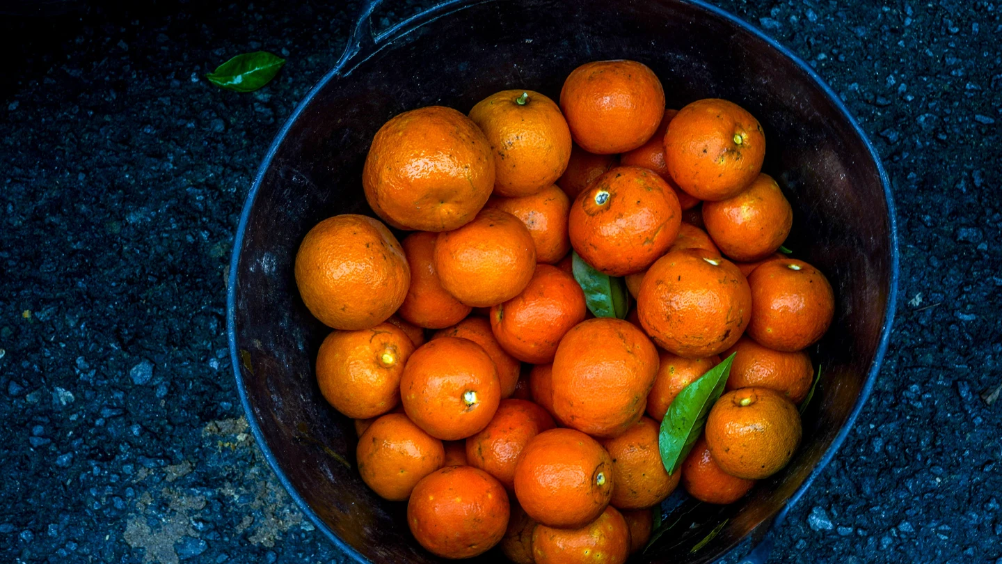 Operarios en una calle de Sevilla recogiendo naranjas amargas, ante la “intensificación” emprendida por el ayuntamiento de Sevilla para que termine la campaña a finales de febrero a 10 de enero del 2023 en Sevilla. Operarios en una calle de Sevilla recogiendo naranjas amargas, ante la “intensificación” emprendida por el ayuntamiento de Sevilla para que termine la campaña a finales de febrero a 10 de enero del 2023 en Sevilla.