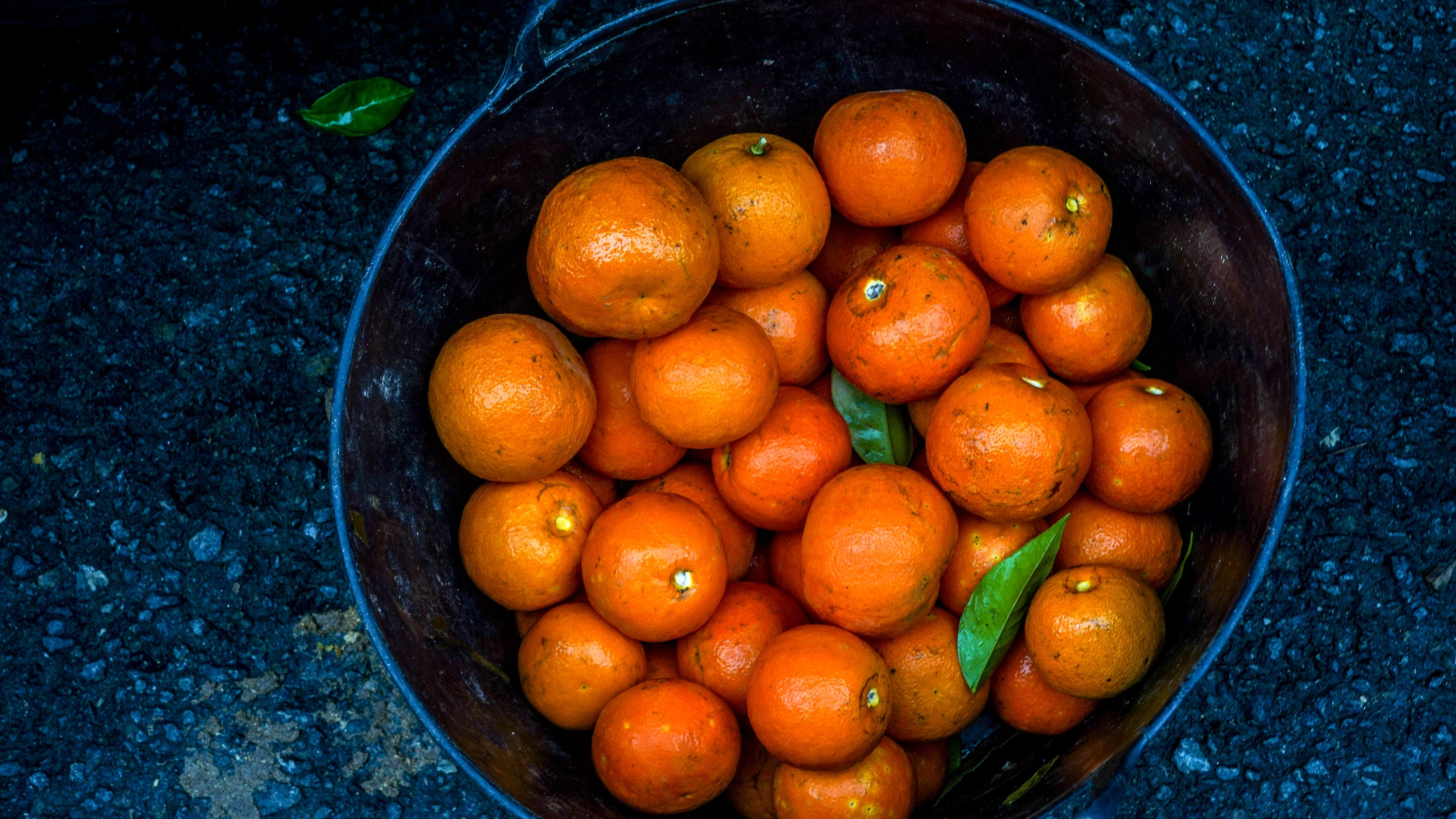 Operarios en una calle de Sevilla recogiendo naranjas amargas, ante la “intensificación” emprendida por el ayuntamiento de Sevilla para que termine la campaña a finales de febrero a 10 de enero del 2023 en Sevilla.