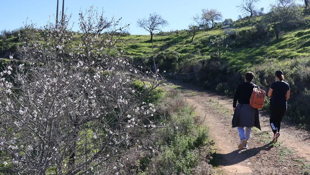 Caminos entre los almendros en flor. Algarve