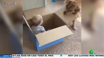 Los divertidos juegos de estos bebés con sus perros: así se de bien se lo pasan con una caja y una linterna