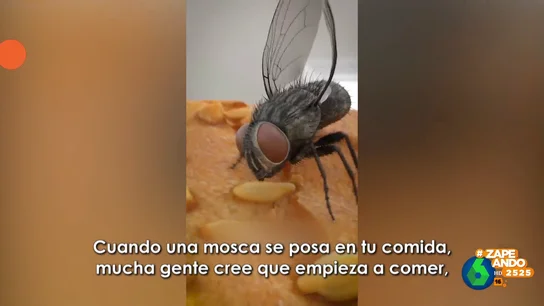 ¿Qué pasa cuando una mosca se posa en nuestra comida? El vídeo viral que nunca habrías querido ver ¿Qué pasa cuando una mosca se posa en nuestra comida? El vídeo viral que nunca habrías querido ver