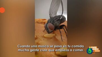 ¿Qué pasa cuando una mosca se posa en nuestra comida? El vídeo viral que nunca habrías querido ver