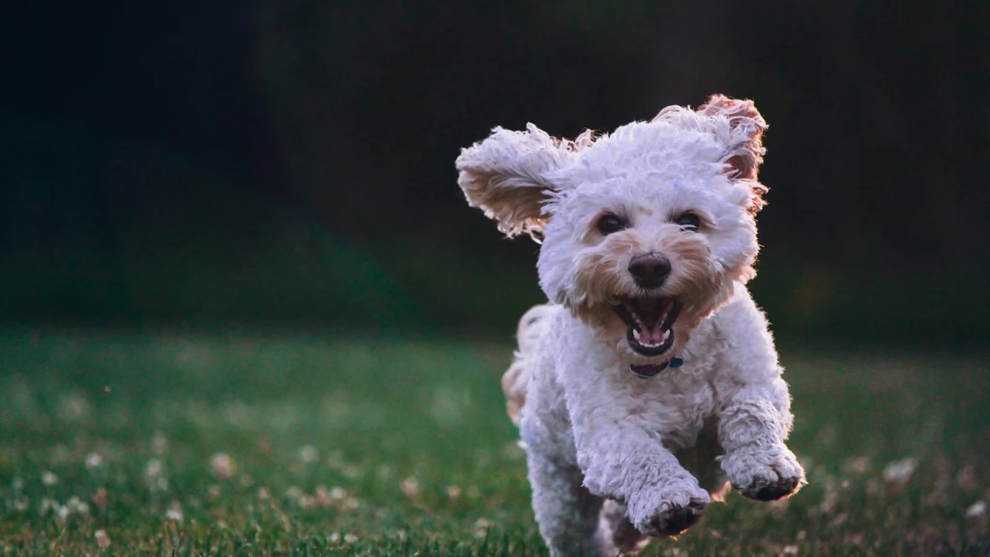 Imagen de un perro en el campo Imagen de un perro en el campo