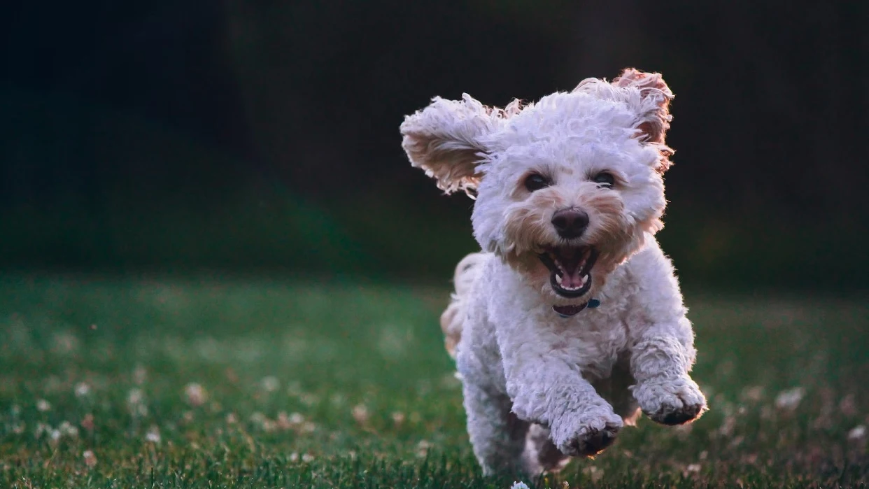 Imagen de un perro en el campo