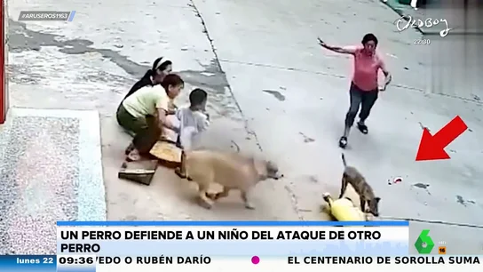 Un perro defiende a un niño del ataque de otro perro: así fue este impactante momento Un perro defiende a un niño del ataque de otro perro: así fue este impactante momento