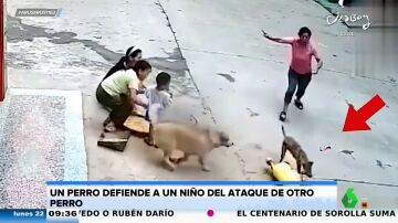 Un perro defiende a un niño del ataque de otro perro: así fue este impactante momento