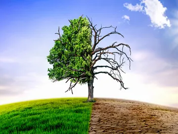 árbol con y sin sequía árbol con y sin sequía