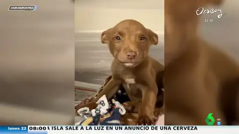 La emotiva reacción de un perrito al saber que va a ser adoptado: el vídeo viral que arrasa en redes