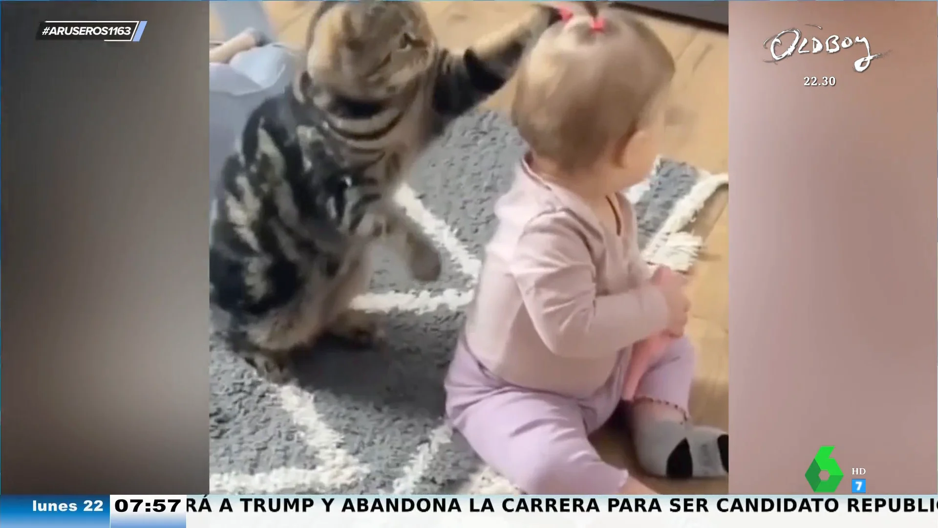 La divertida obsesión de este gato con las coletitas de la bebé