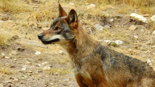 Ejemplar de lobo ibérico Ejemplar de lobo ibérico