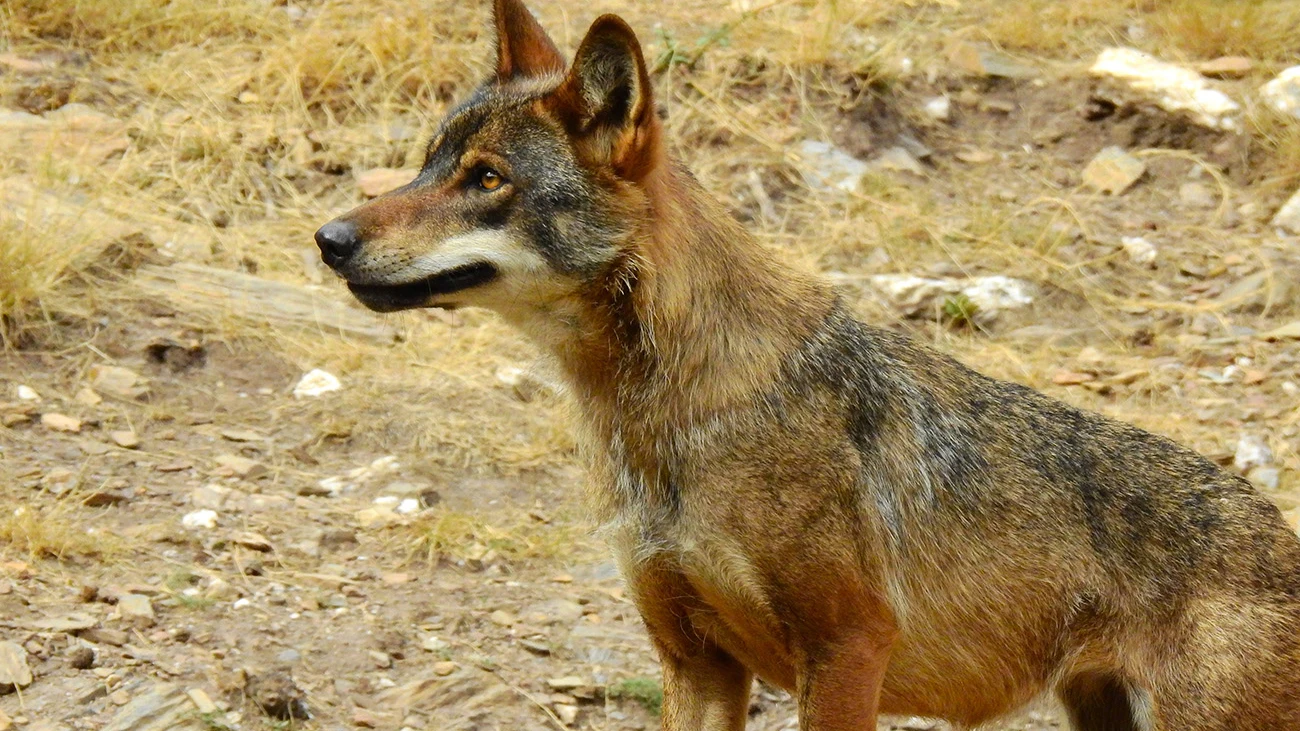 Ejemplar de lobo ibérico