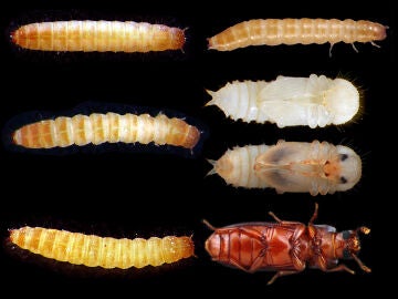 Metamorfosis del escarabajo 