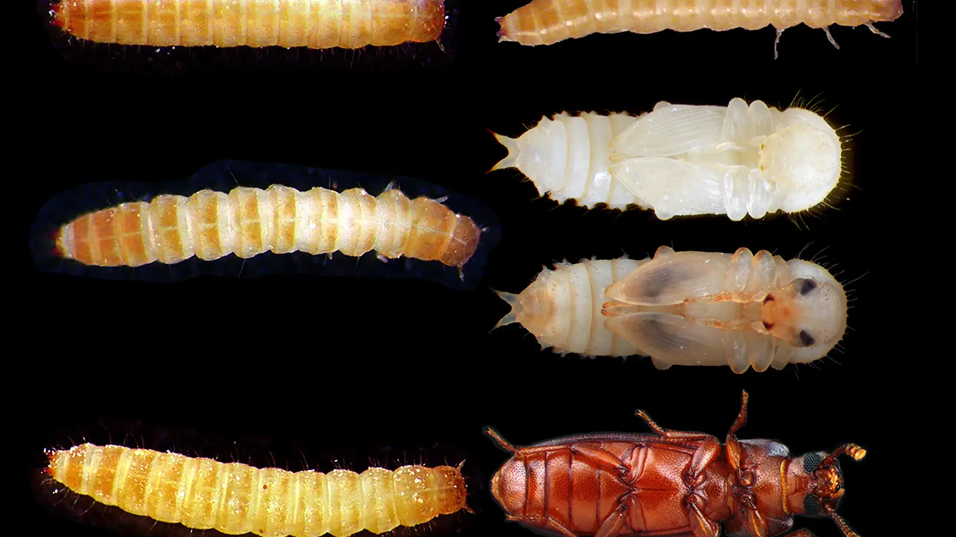 Metamorfosis del escarabajo 