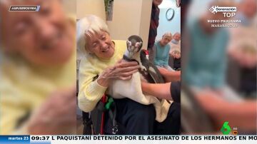 Unos pingüinos visitan una residencia de ancianos para alegrarle el día a sus usuarios
