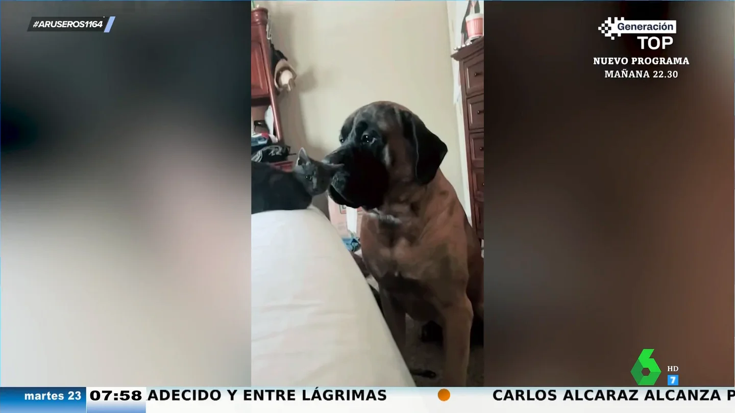 El tierno momento en el que un mastín de 90 kilos conoce a un gatito recién nacido: "En 2 días el gato le quita la cama al perro" El tierno momento en el que un mastín de 90 kilos conoce a un gatito recién nacido: "En 2 días el gato le quita la cama al perro"